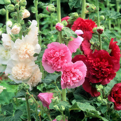 BloomMajesty – Premium-Stockrosensamen