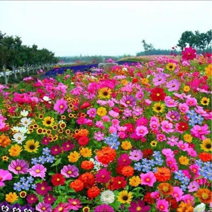 FloraBurst – Colección de semillas de flores perennes mixtas