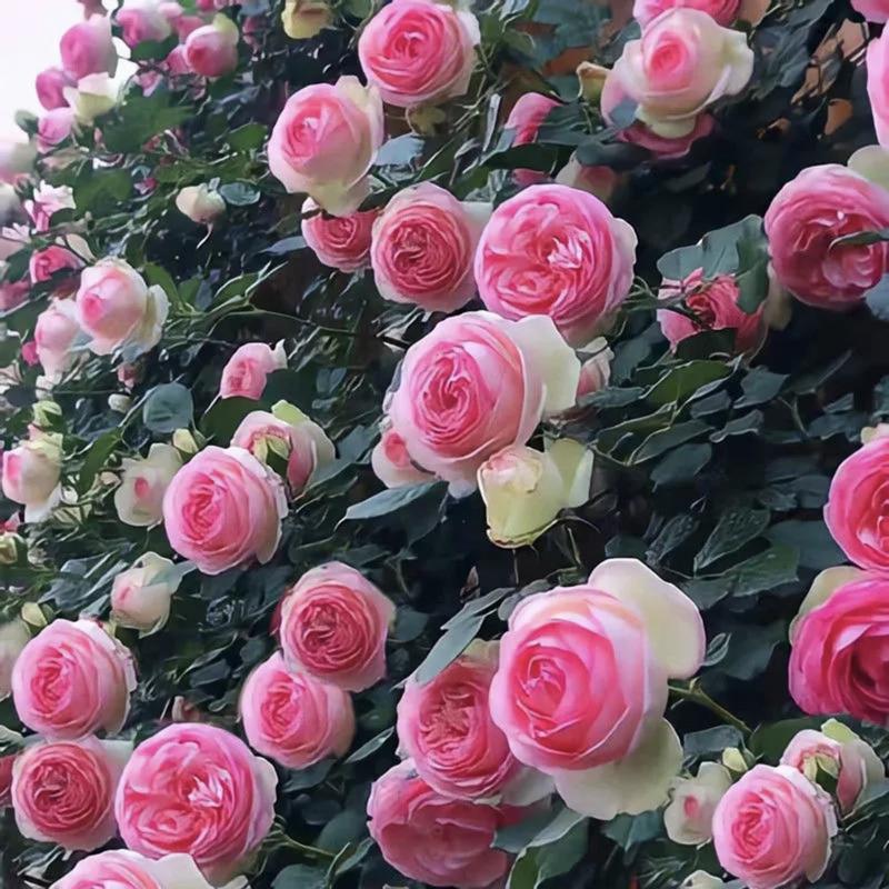 RoseCascade – Bulbos de Rosal Trepador Premium