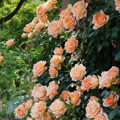 BloomVine – Wunderschöne Kletterrosensamen