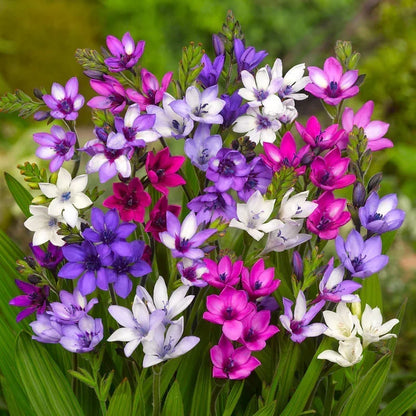 PetalBurst - Bulbos de Floración Rápida