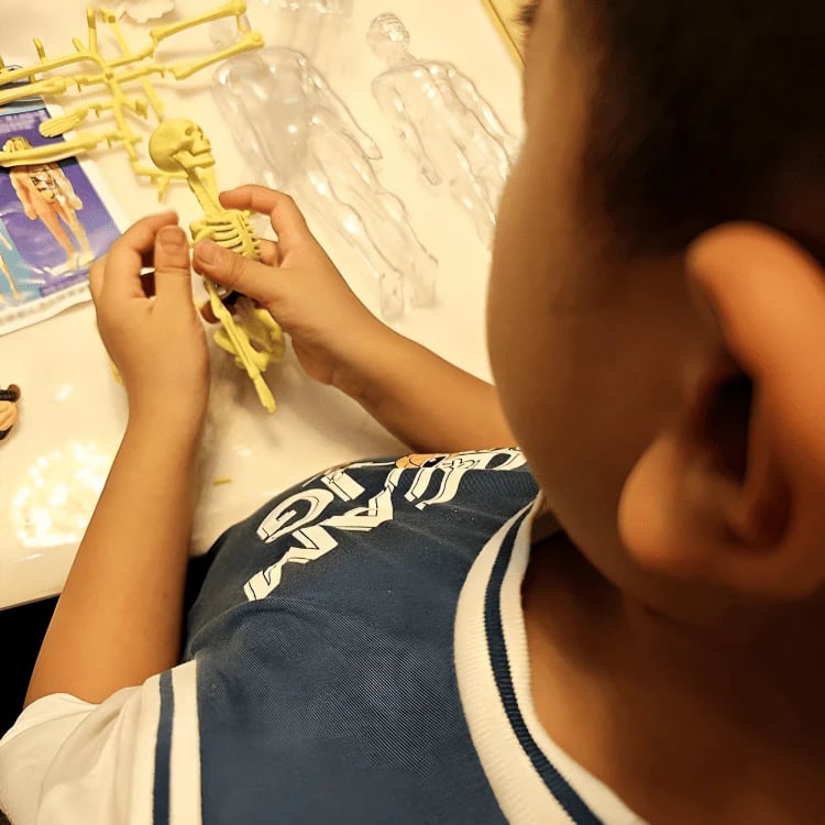 SmartSkeleton – Divertido modelo anatómico Stem para niños