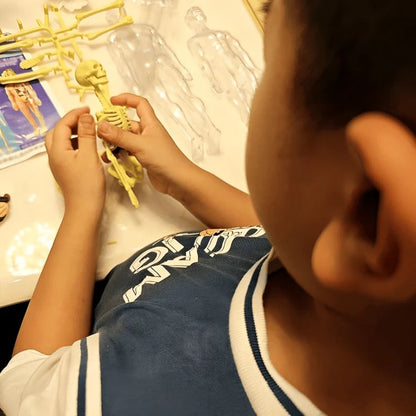 SmartSkeleton – Divertido modelo anatómico Stem para niños