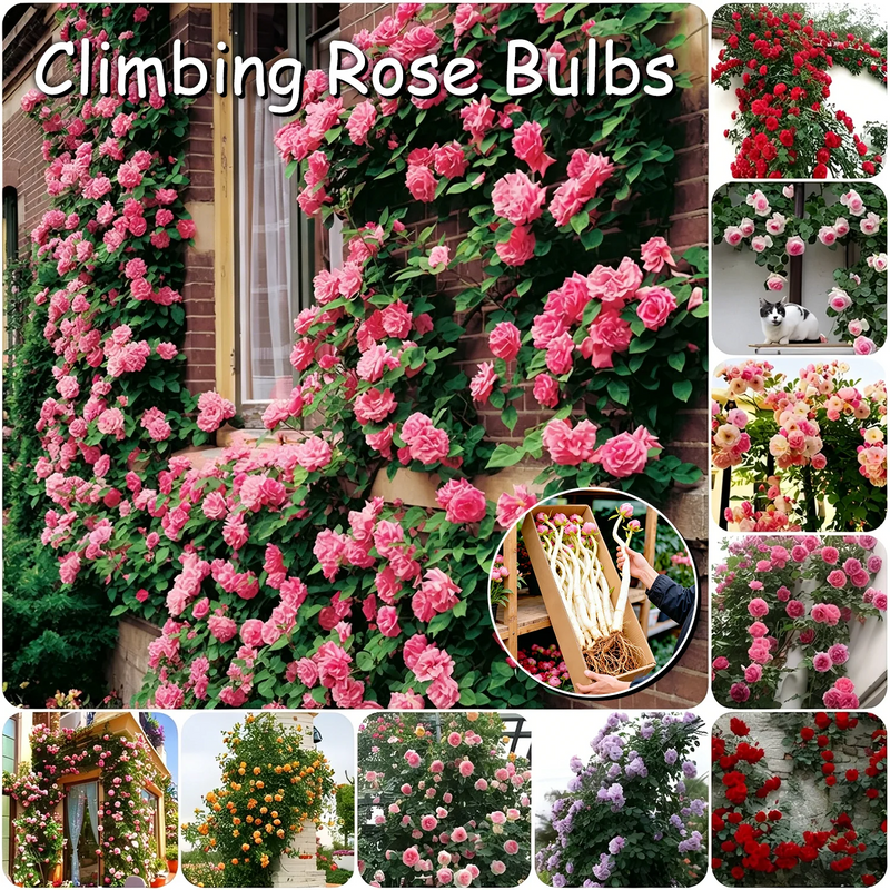 RoseCascade – Bulbos de Rosal Trepador Premium