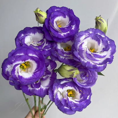 BloomRidge – Semillas de Lisianthus Perennes Resistentes