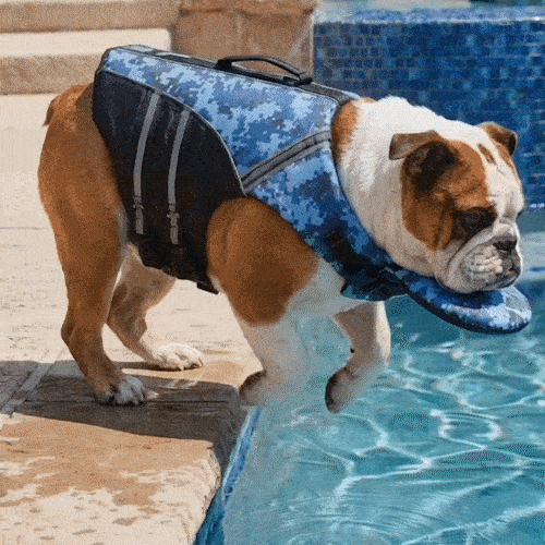 AquaPaw – Hochauftriebs-Schwimmweste für Hunde