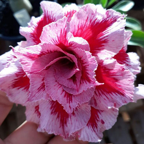 Jardín SunRose – Semillas de Flor del Desierto