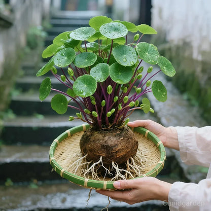 🎈🪴Stephania Erecta de ratán rojo: la planta de interior más resistente para personas perezosas🌿