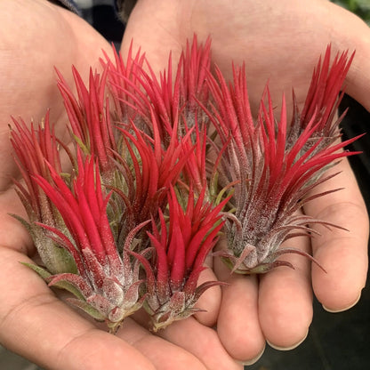 AquaBloom – Medusas de plantas de aire colgantes