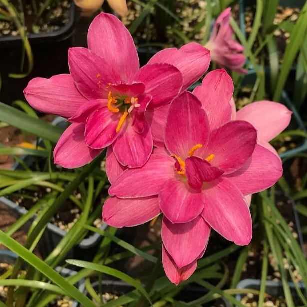 PetalBurst - Bulbos de Floración Rápida
