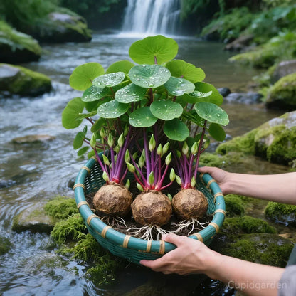 🎈🪴Stephania Erecta de ratán rojo: la planta de interior más resistente para personas perezosas🌿