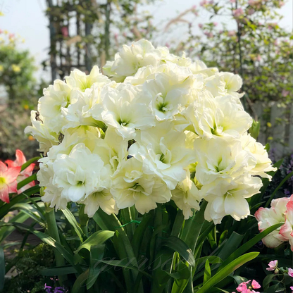 FloraGiant – Floración masiva de Hippeastrum