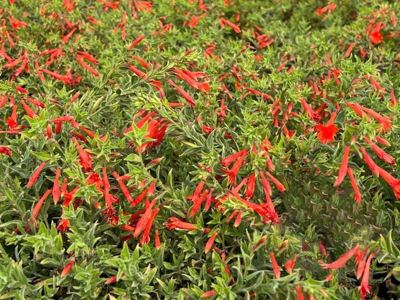 FloraAura "Alfombra de Colibríes" – Semillas de Epilobium garrettii Rainbow Burst