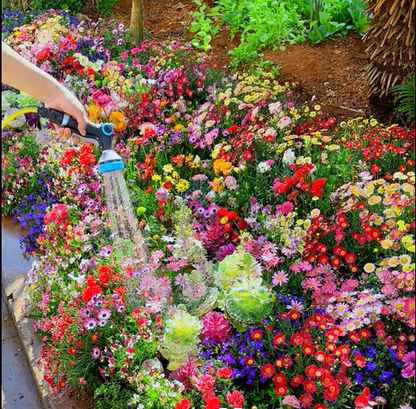 FloraBurst – Colección de semillas de flores perennes mixtas