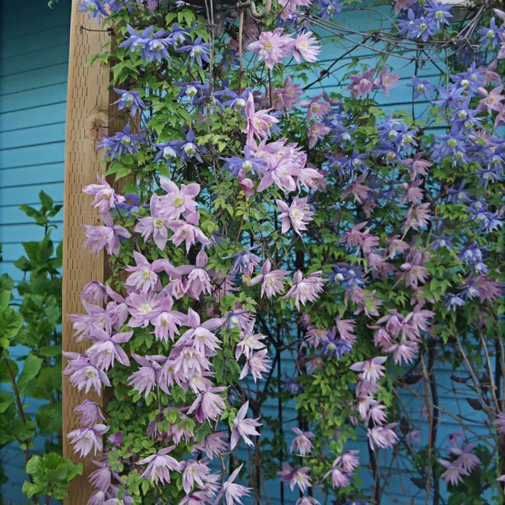 GardenGrace - Clematis-Samen