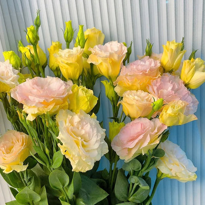 BloomRidge – Semillas de Lisianthus Perennes Resistentes