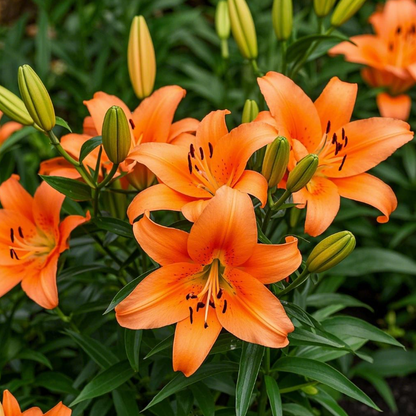 🌺Parfüm-Lilienzwiebeln – frisch und süß