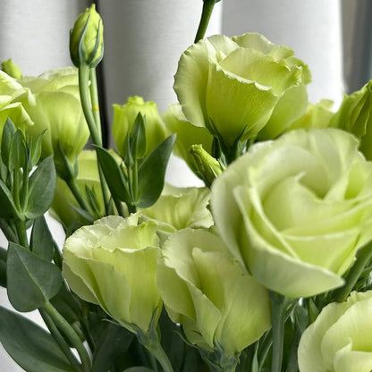 BloomRidge – Semillas de Lisianthus Perennes Resistentes