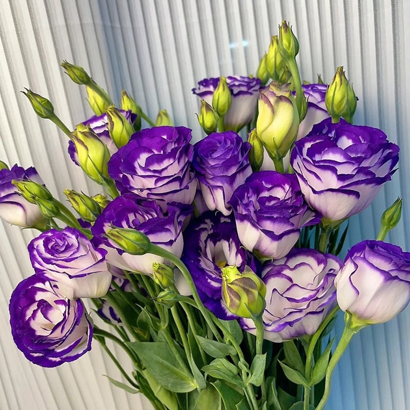 BloomRidge – Semillas de Lisianthus Perennes Resistentes