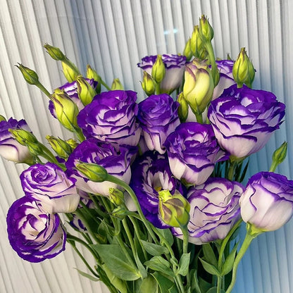 BloomRidge – Semillas de Lisianthus Perennes Resistentes