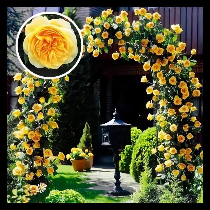 RoseCascade – Bulbos de Rosal Trepador Premium