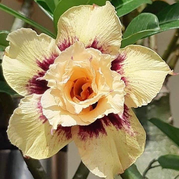 FloraOasis – Semillas de Adenium Premium