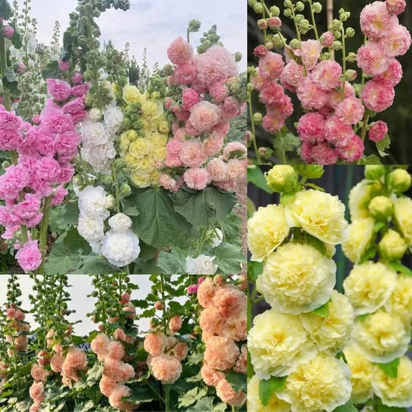 BloomMajesty – Premium-Stockrosensamen