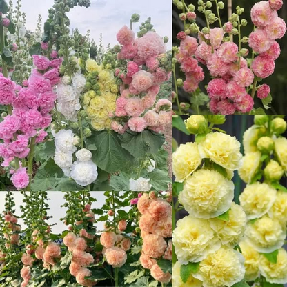 BloomMajesty – Premium-Stockrosensamen