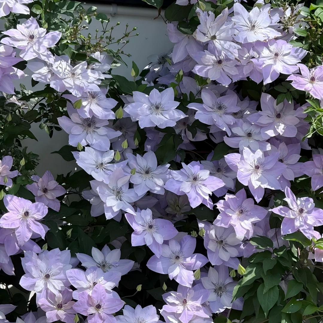 GardenGrace - Clematis-Samen
