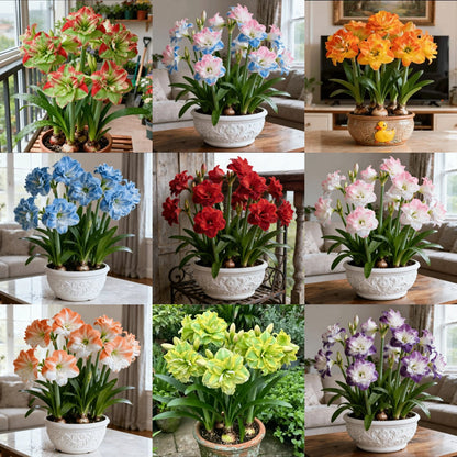 FloraGiant – Floración masiva de Hippeastrum