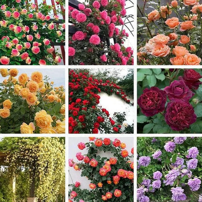 RoseCascade – Bulbos de Rosal Trepador Premium