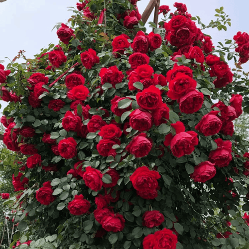 BloomVine – Wunderschöne Kletterrosensamen