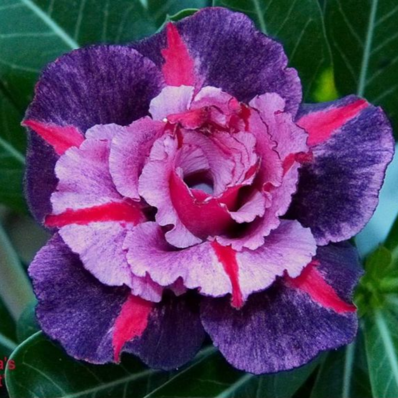 Jardín SunRose – Semillas de Flor del Desierto
