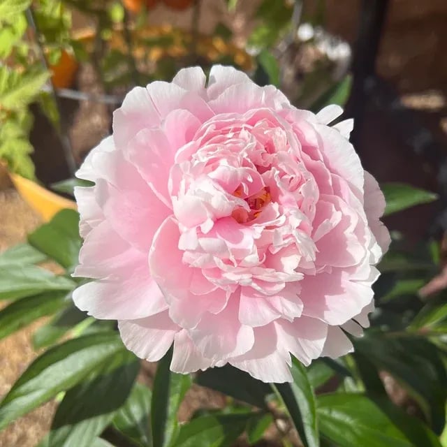 RoyalBloom - Semillas de peonía de lujo | La Reina de las Flores