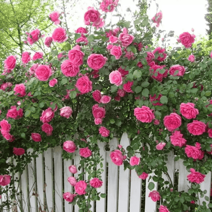 BloomVine – Wunderschöne Kletterrosensamen
