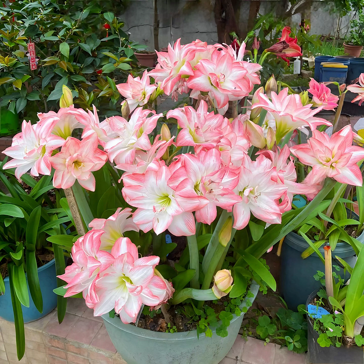 FloraGiant – Floración masiva de Hippeastrum