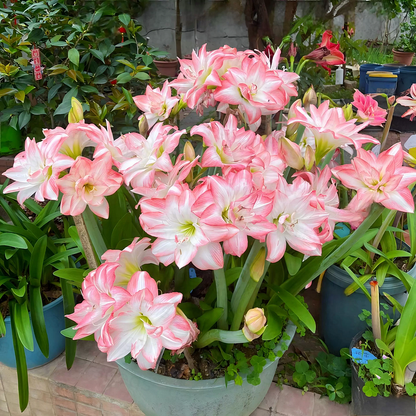 FloraGiant – Floración masiva de Hippeastrum