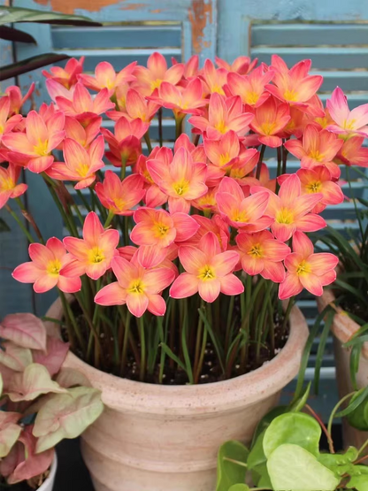 PetalBurst - Bulbos de Floración Rápida
