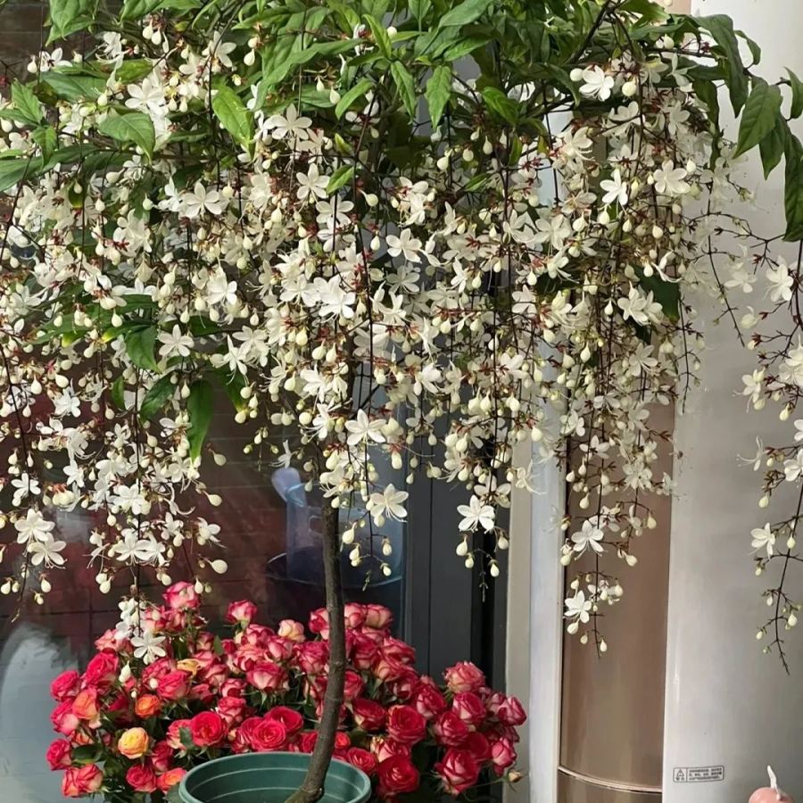 WinterBloom – Planta de jazmín colgante resistente al invierno