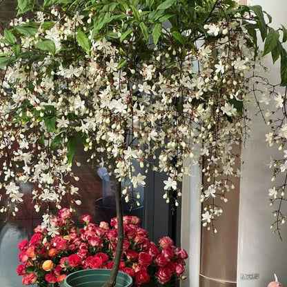 WinterBloom – Planta de jazmín colgante resistente al invierno