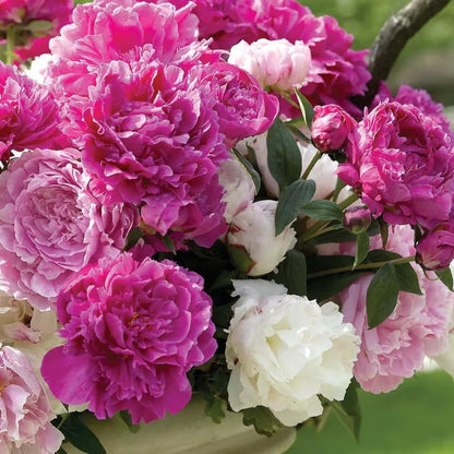 RoyalBloom - Semillas de peonía de lujo | La Reina de las Flores