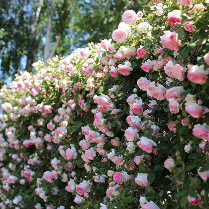 RoseCascade – Bulbos de Rosal Trepador Premium
