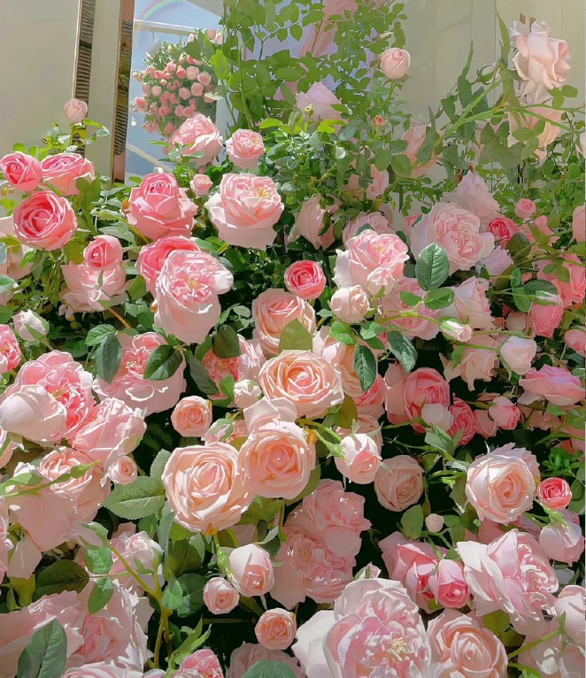 RoseCascade – Bulbos de Rosal Trepador Premium