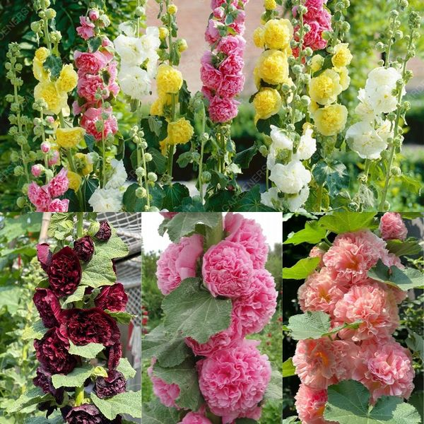 BloomMajesty – Premium-Stockrosensamen