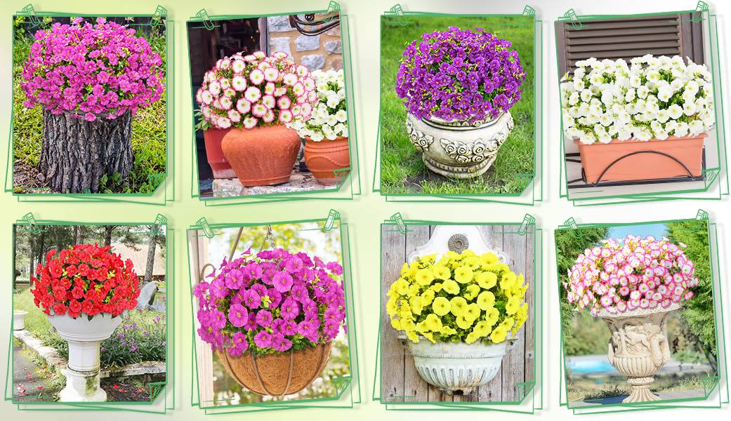 EverBloom – Flores de Petunia Artificiales Resistentes a los Rayos UV