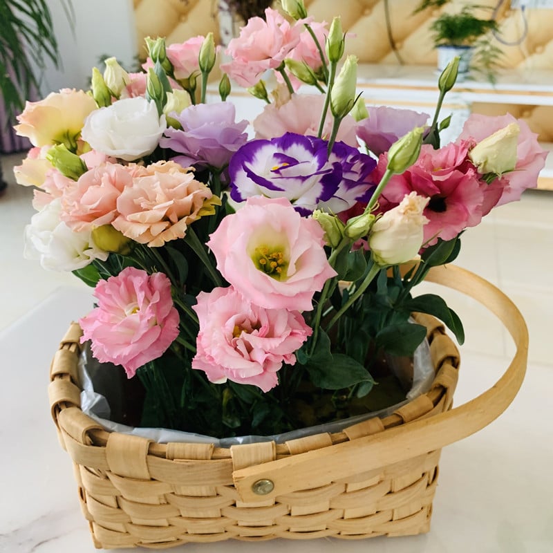 BloomRidge – Semillas de Lisianthus Perennes Resistentes