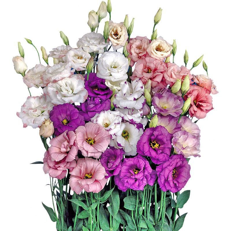 BloomRidge – Semillas de Lisianthus Perennes Resistentes