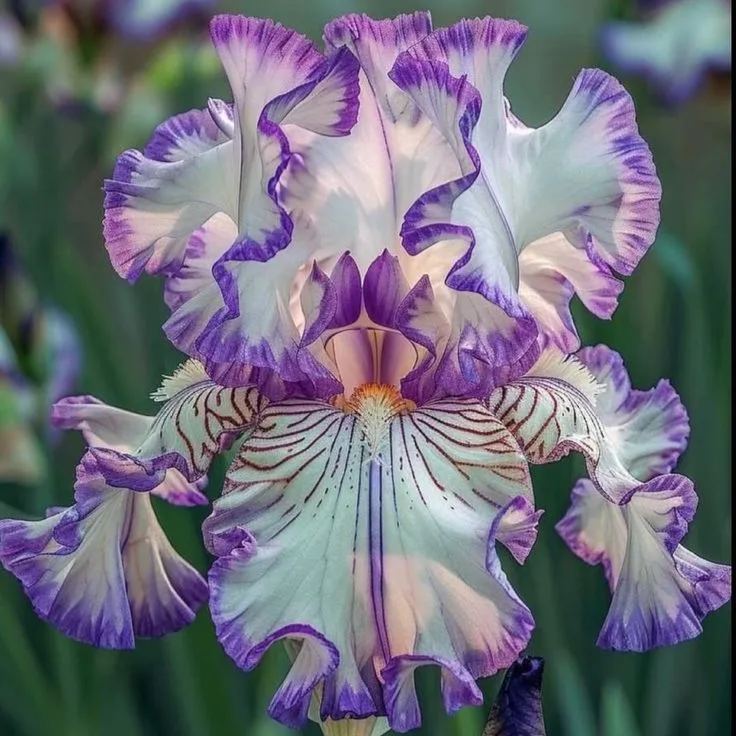 BloomAura – Exotische Hohe Bart-Schwertlilie