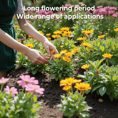 FloraBurst – Colección de semillas de flores perennes mixtas