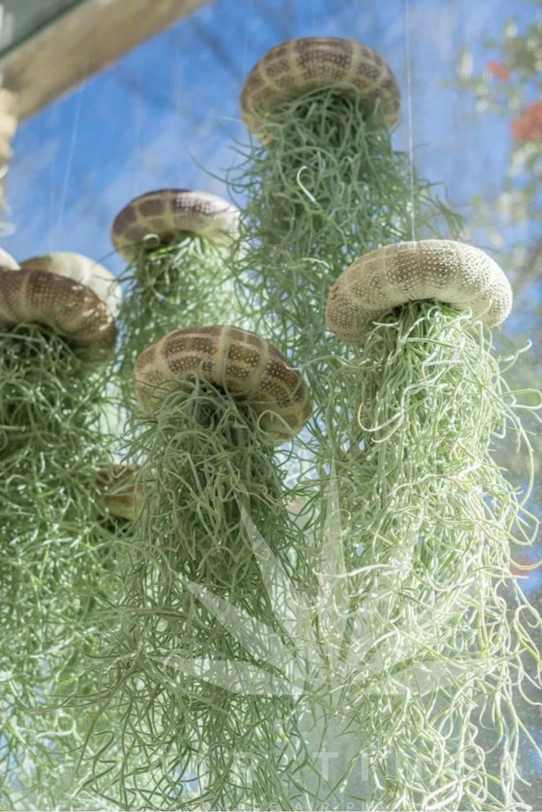 AquaBloom – Medusas de plantas de aire colgantes